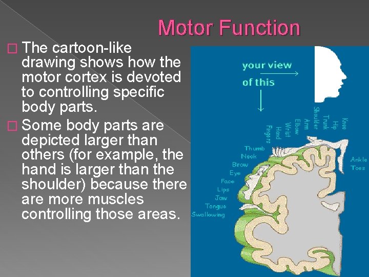 � The Motor Function cartoon-like drawing shows how the motor cortex is devoted to � The Motor Function cartoon-like drawing shows how the motor cortex is devoted to