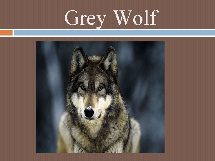 Grey Wolf Grey Wolf