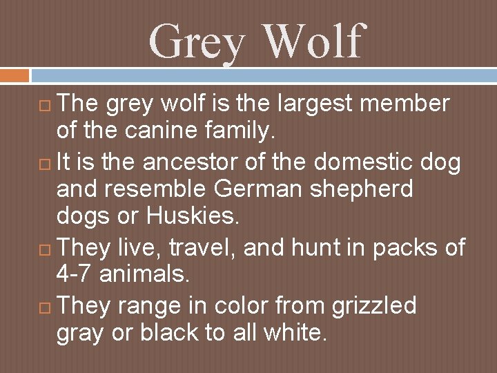 Grey Wolf The grey wolf is the largest member of the canine family. It Grey Wolf The grey wolf is the largest member of the canine family. It