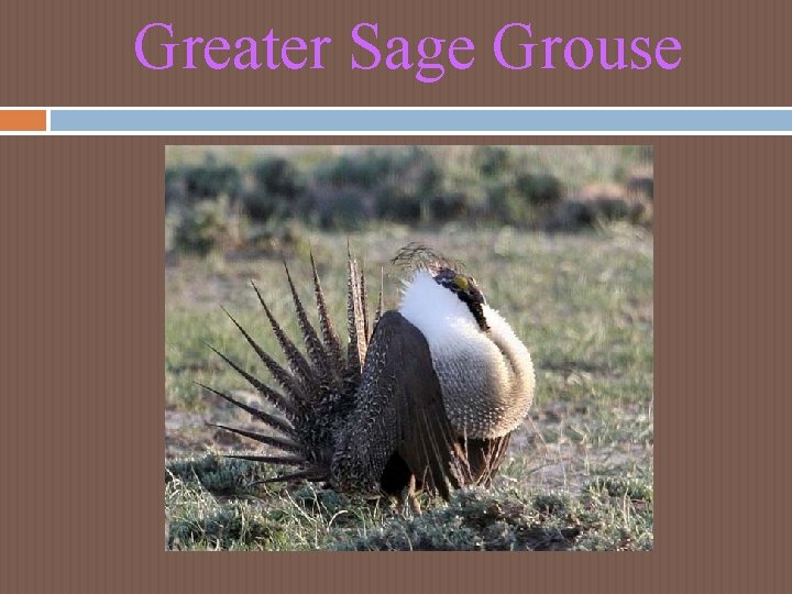 Greater Sage Grouse Greater Sage Grouse
