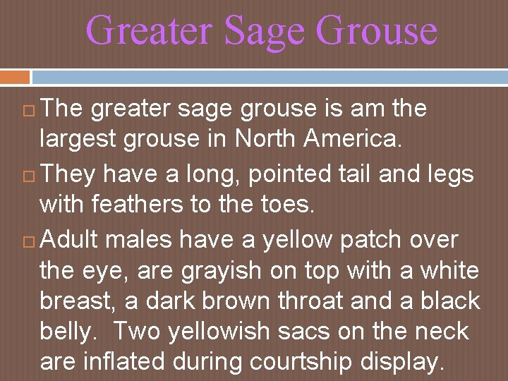 Greater Sage Grouse The greater sage grouse is am the largest grouse in North Greater Sage Grouse The greater sage grouse is am the largest grouse in North