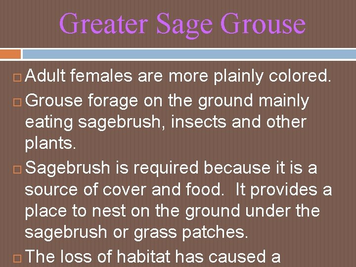 Greater Sage Grouse Adult females are more plainly colored. Grouse forage on the ground Greater Sage Grouse Adult females are more plainly colored. Grouse forage on the ground