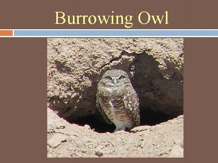Burrowing Owl Burrowing Owl