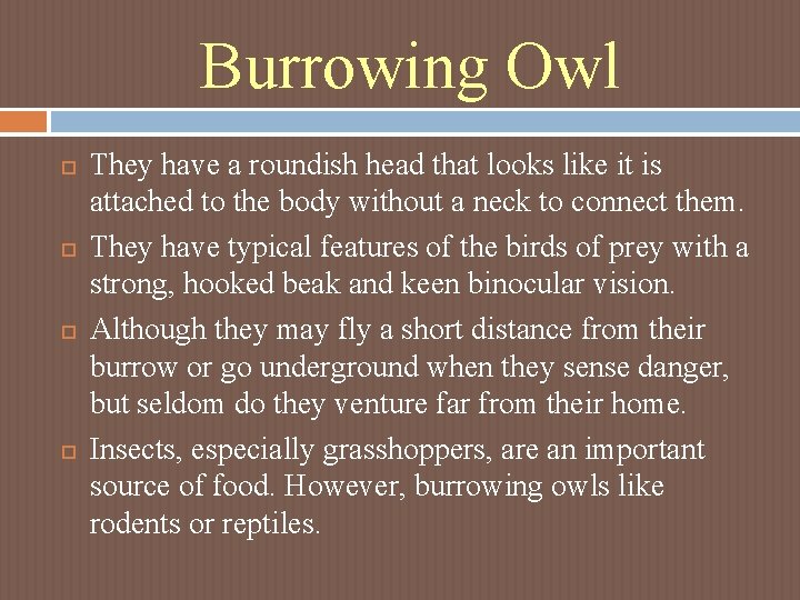 Burrowing Owl They have a roundish head that looks like it is attached to Burrowing Owl They have a roundish head that looks like it is attached to