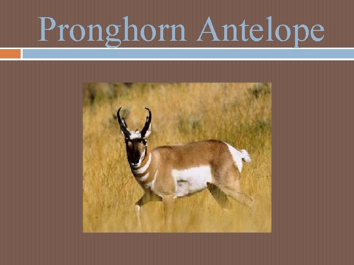 Pronghorn Antelope Pronghorn Antelope