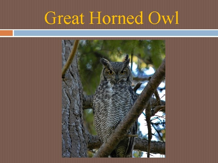 Great Horned Owl Great Horned Owl