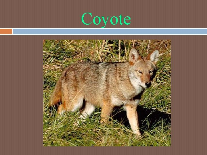 Coyote Coyote