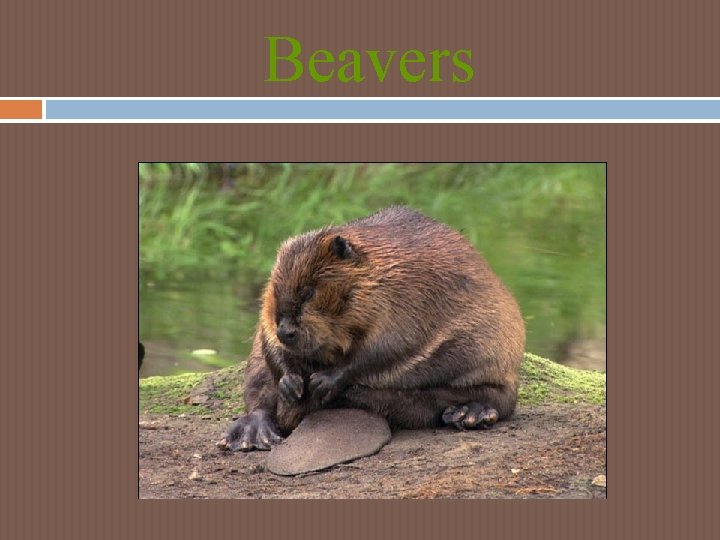Beavers Beavers