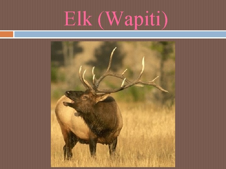 Elk (Wapiti) Elk (Wapiti)