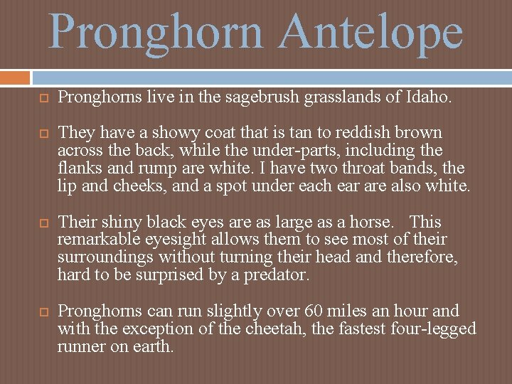 Pronghorn Antelope Pronghorns live in the sagebrush grasslands of Idaho. They have a showy Pronghorn Antelope Pronghorns live in the sagebrush grasslands of Idaho. They have a showy