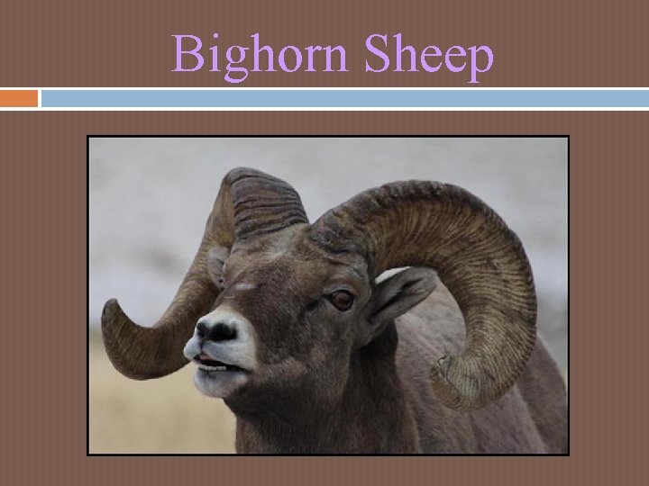Bighorn Sheep Bighorn Sheep