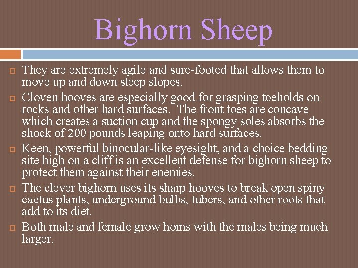 Bighorn Sheep They are extremely agile and sure-footed that allows them to move up Bighorn Sheep They are extremely agile and sure-footed that allows them to move up