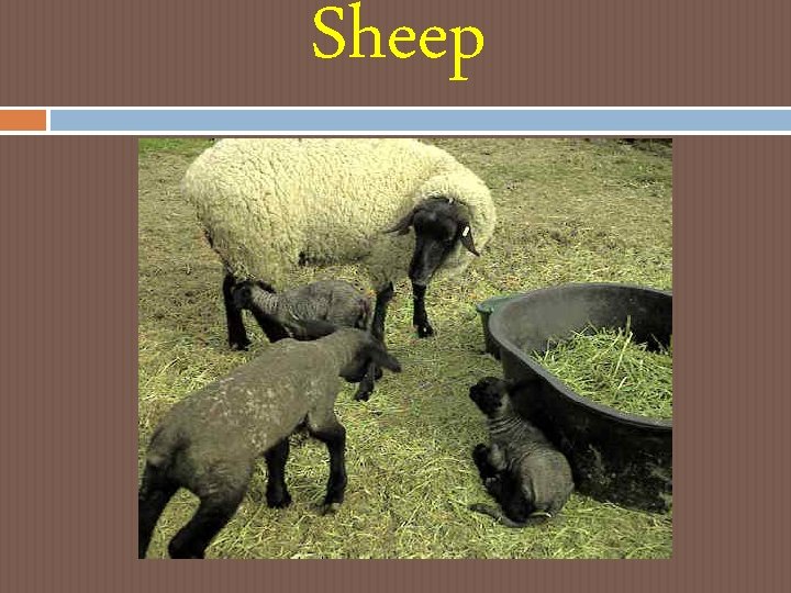 Sheep Sheep