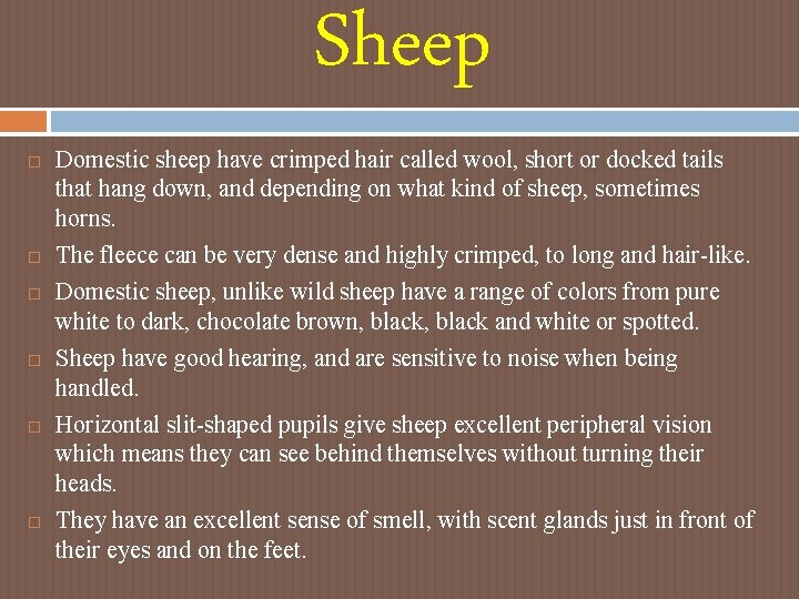 Sheep Domestic sheep have crimped hair called wool, short or docked tails that hang Sheep Domestic sheep have crimped hair called wool, short or docked tails that hang
