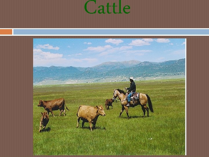 Cattle Cattle