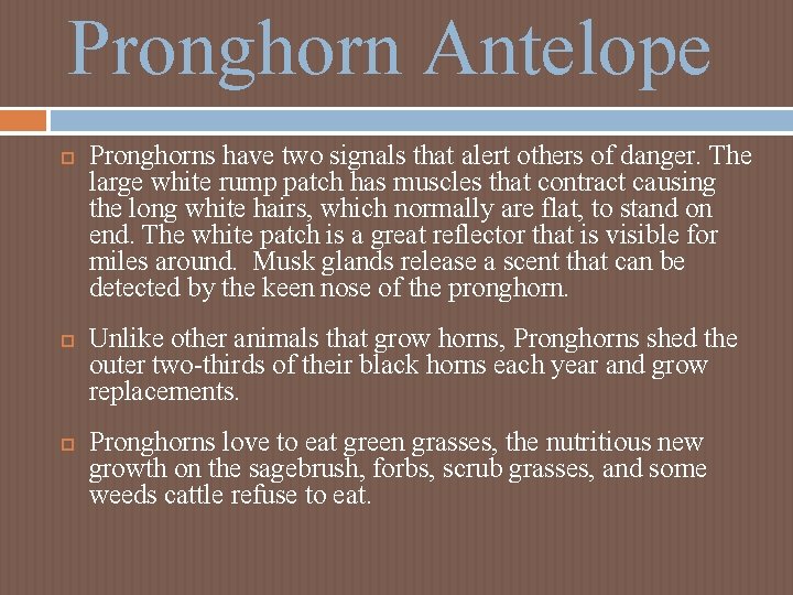 Pronghorn Antelope Pronghorns have two signals that alert others of danger. The large white Pronghorn Antelope Pronghorns have two signals that alert others of danger. The large white
