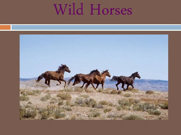 Wild Horses Wild Horses