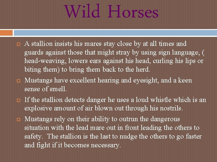 Wild Horses A stallion insists his mares stay close by at all times and Wild Horses A stallion insists his mares stay close by at all times and