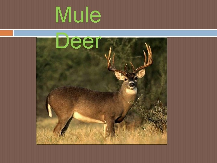Mule Deer Mule Deer