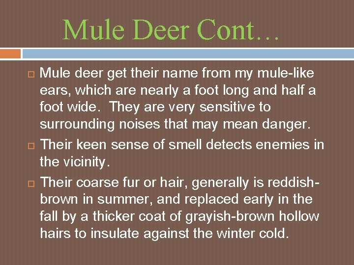 Mule Deer Cont… Mule deer get their name from my mule-like ears, which are Mule Deer Cont… Mule deer get their name from my mule-like ears, which are