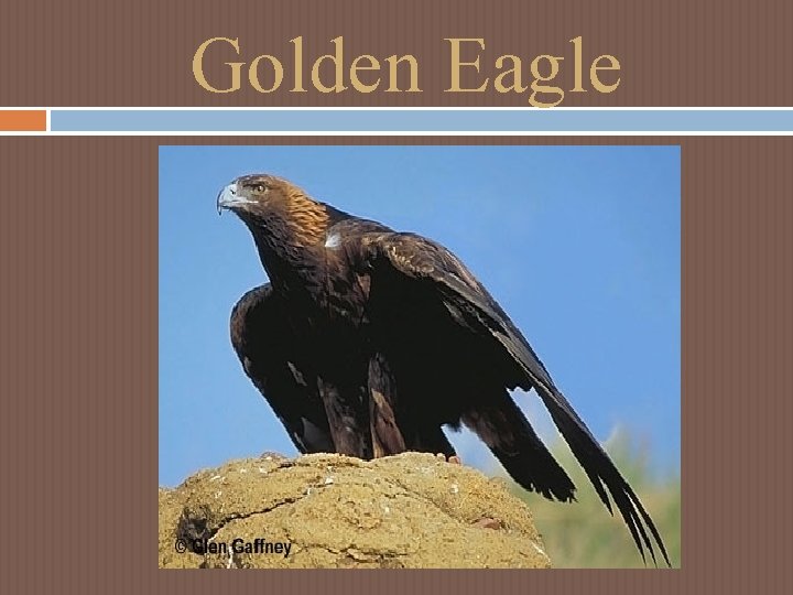 Golden Eagle Golden Eagle