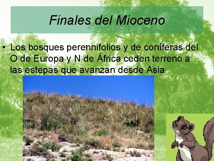 Finales del Mioceno • Los bosques perennifolios y de coníferas del O de Europa