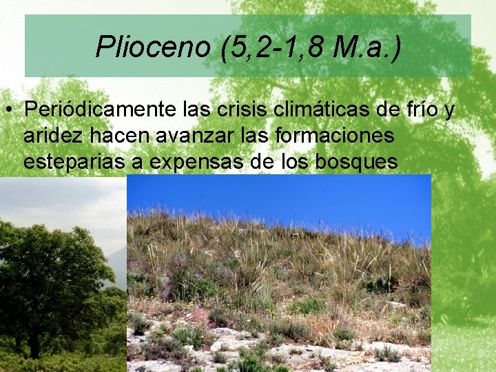 Plioceno (5, 2 -1, 8 M. a. ) • Periódicamente las crisis climáticas de