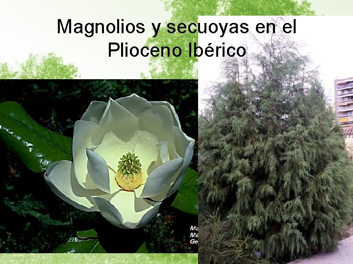 Magnolios y secuoyas en el Plioceno Ibérico 
