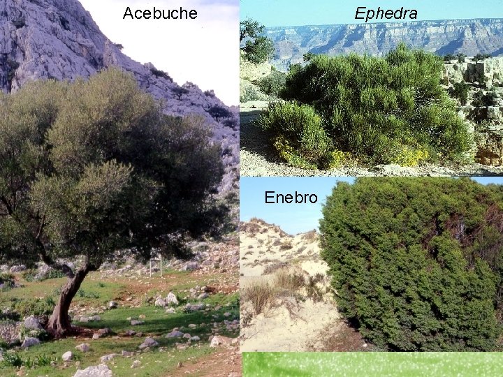 Acebuche Ephedra Plioceno: entre 3, 2 y 2, 3 M. a. . • Se
