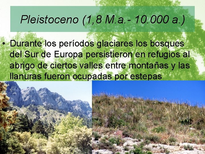 Pleistoceno (1, 8 M. a. - 10. 000 a. ) • Durante los períodos
