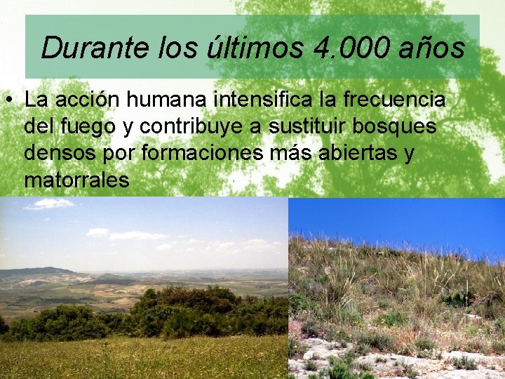 Durante los últimos 4. 000 años • La acción humana intensifica la frecuencia del