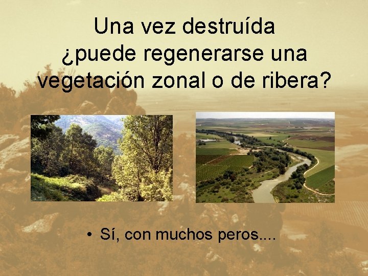 Una vez destruída ¿puede regenerarse una vegetación zonal o de ribera? • Sí, con