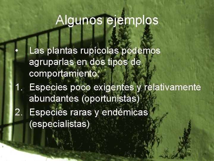 Algunos ejemplos • Las plantas rupícolas podemos agruparlas en dos tipos de comportamiento: 1.