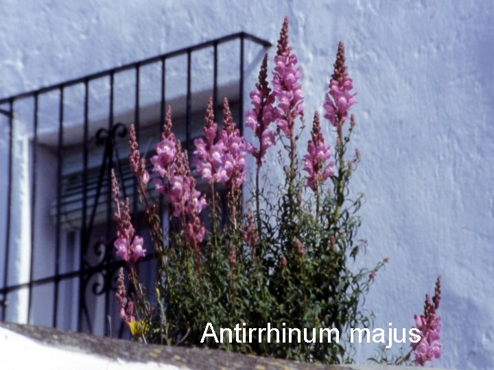 Antirrhinum majus 