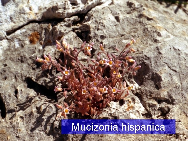 Mucizonia hispanica 