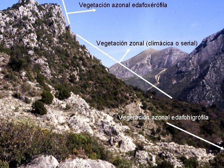 Vegetación azonal edafoxérófila Vegetación zonal (climácica o serial) Vegetación azonal edafohigrófila 