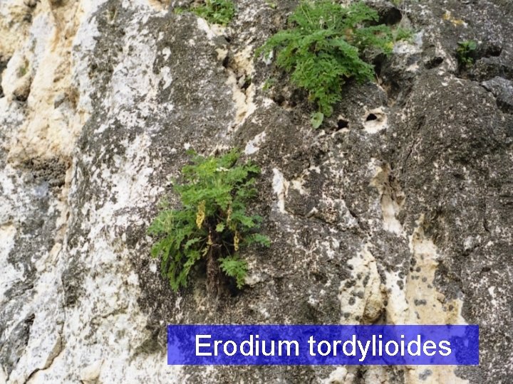 Erodium tordylioides 