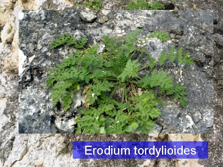 Erodium tordylioides 