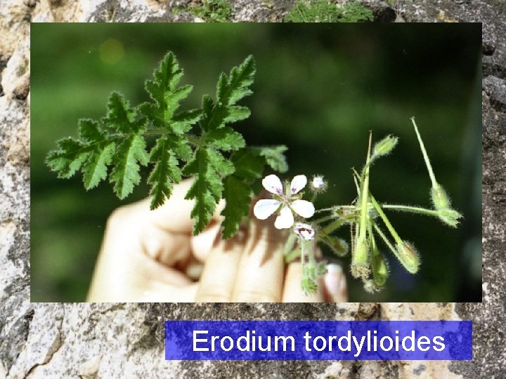 Erodium tordylioides 