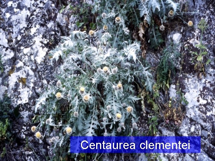 Centaurea clementei 
