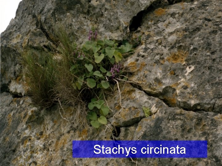 Stachys circinata 