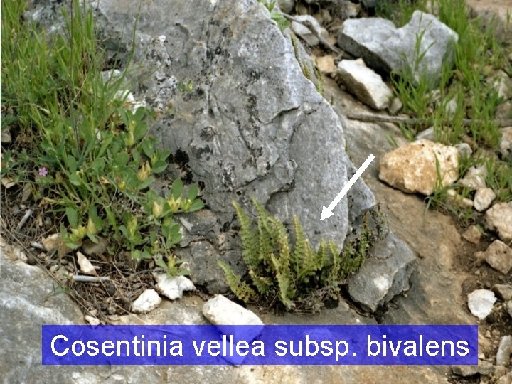 Cosentinia vellea subsp. bivalens 