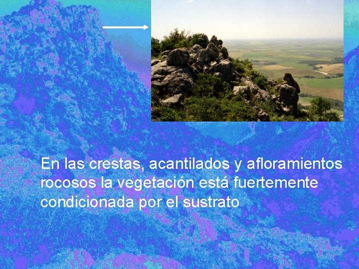 En las crestas, acantilados y afloramientos rocosos la vegetación está fuertemente condicionada por el