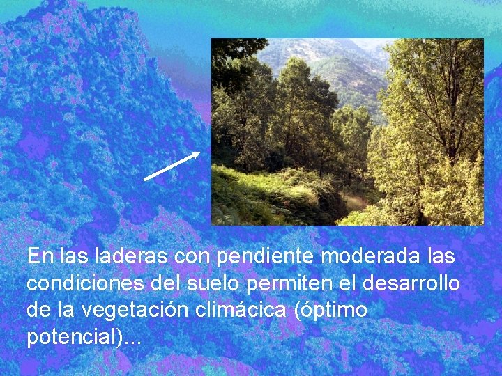 En las laderas con pendiente moderada las condiciones del suelo permiten el desarrollo de