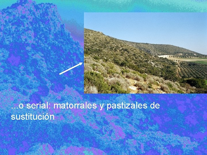 . . . o serial: matorrales y pastizales de sustitución 