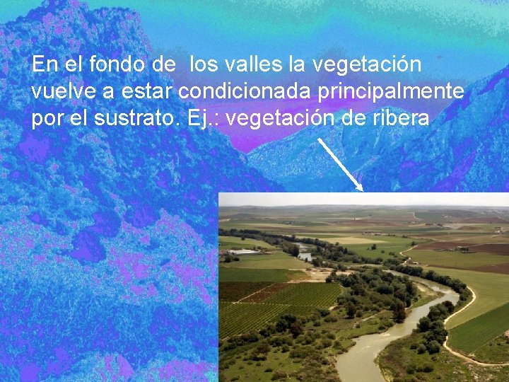 En el fondo de los valles la vegetación vuelve a estar condicionada principalmente por