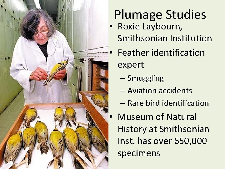 Plumage Studies • Roxie Laybourn, Smithsonian Institution • Feather identification expert – Smuggling –