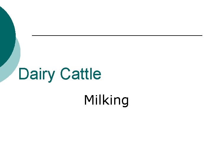 Dairy Cattle Milking 
