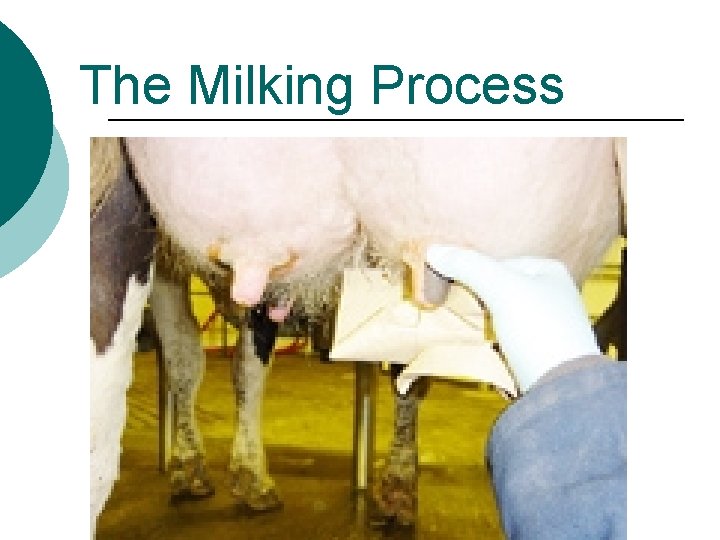 The Milking Process 