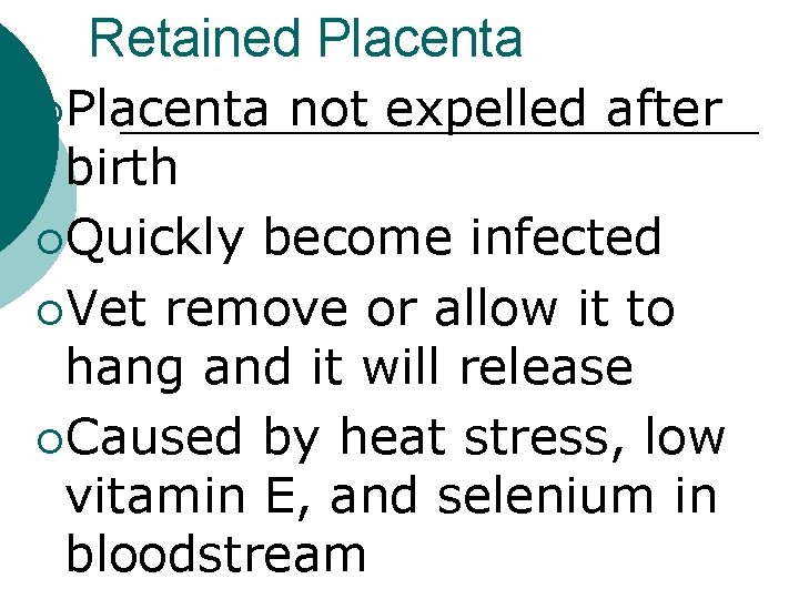 Retained Placenta ¡Placenta not expelled after birth ¡Quickly become infected ¡Vet remove or allow